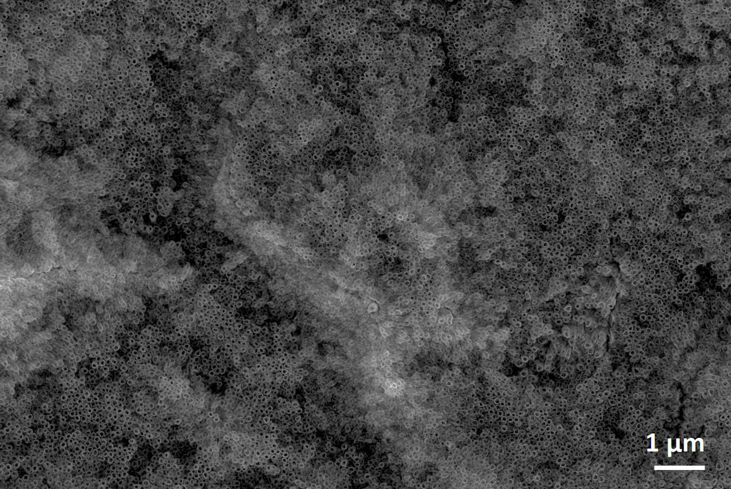 TiO2 Nanotube Arrays